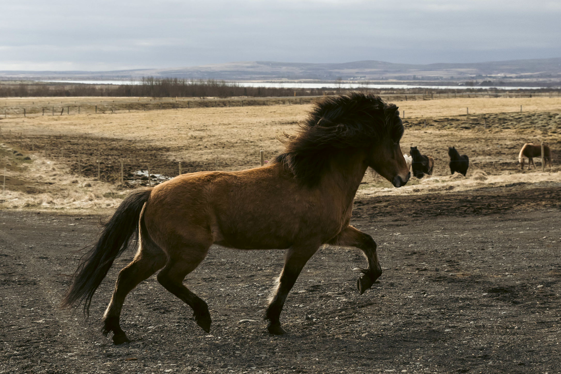 Iceland
